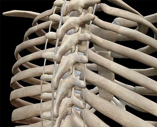 3d Skeletal System 7 Interesting Facts About The Thoracic Cage 3435